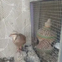 بلدرچین کوهی  آ لیام