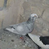 کفتر پلاکی و گرفتنی
