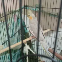 واگذاری عروس هلندی به علت نبود جا