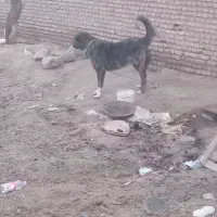 سگ عراقی