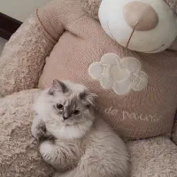 گربه بریتیش اصل ماده