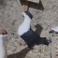 کفتر نقش