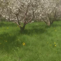 هرس درختان میوه وغیره سم پاشی مخصوص شته