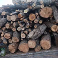 خرید چوب انواع درخت