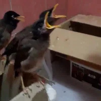 جوجه مینا وماده قناری اماده