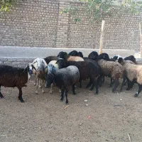 میش ابستن