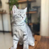 گربه بریتیش