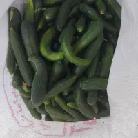 خیار برای خیارشور