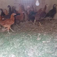 جوجه محلی