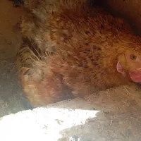 مرغ و خروس نژاد دار