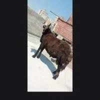 شیشک طوقلی قوچ به شرط