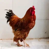 خروس برهما جوان
