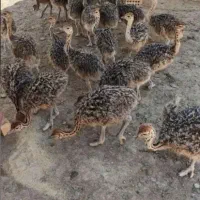 جوجه شتر مرغ