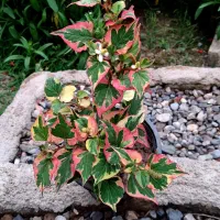 گلهای زیبا