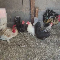 مرغ وخروس تزئینی