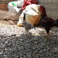 1جفت لاری