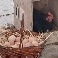 تخم مرغ
