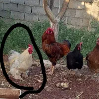 خروس کوشین