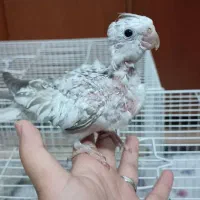 جوجه عروس هلندی