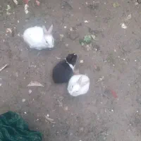 چند عدد بچه خرگوش معاوضه بااردک