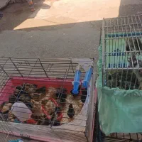 جوجه محلی