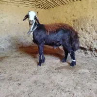 بره قوچی