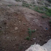 کود گاو