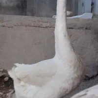 قوغاز نر ماده