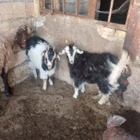 دو عدد تویشک