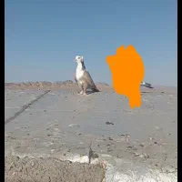 کلاغ کاکلی