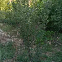 باغچه معاوضه با اپارتمان در تماشا