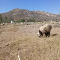 بره نر فروشی  ۳۳عدد نر