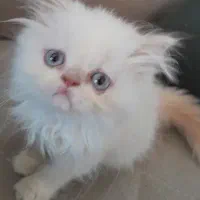 بچه گربه پرشین سفید