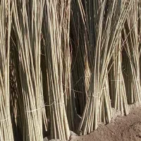 نهال بهروزنهال