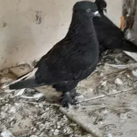 زاغ دم سفید ودم سیاه مهر