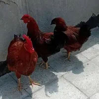 2 خروس 1 مرغ