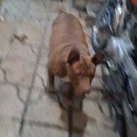 واگذاری امریکن بولی