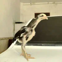 معجون خروس جوجه لاری