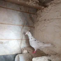 گرفتنی پرشی