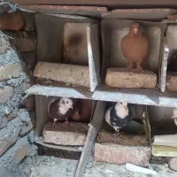 کفتر کبوتر طوقی. زرد