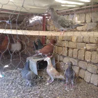 کفتر کاکلی آلمانی