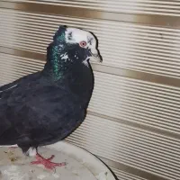 کفتر