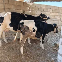 نژاد اصلاح شده هلشتاین شکم اول