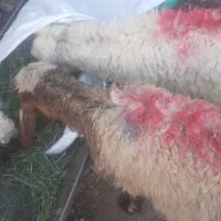 ۴عدد بره فروشی