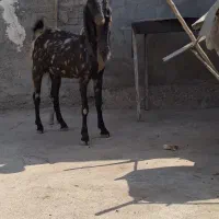 بز چریکی افغانی