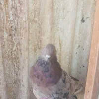 کبوتر