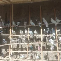 حدود ۵۰ تا کبوتر