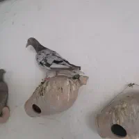 سرور هفت رنگ
