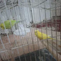 مرغ عشق