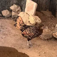 تخم نطفه دار تضمینی سبرایت